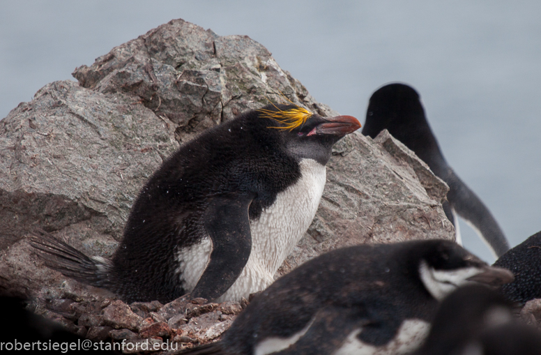 penguin